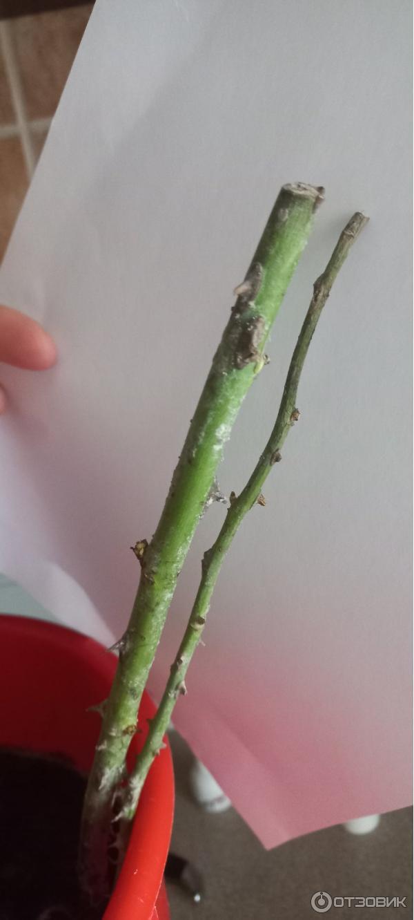 Dolinasad.by - садовый интернет-магазин Долина растений фото