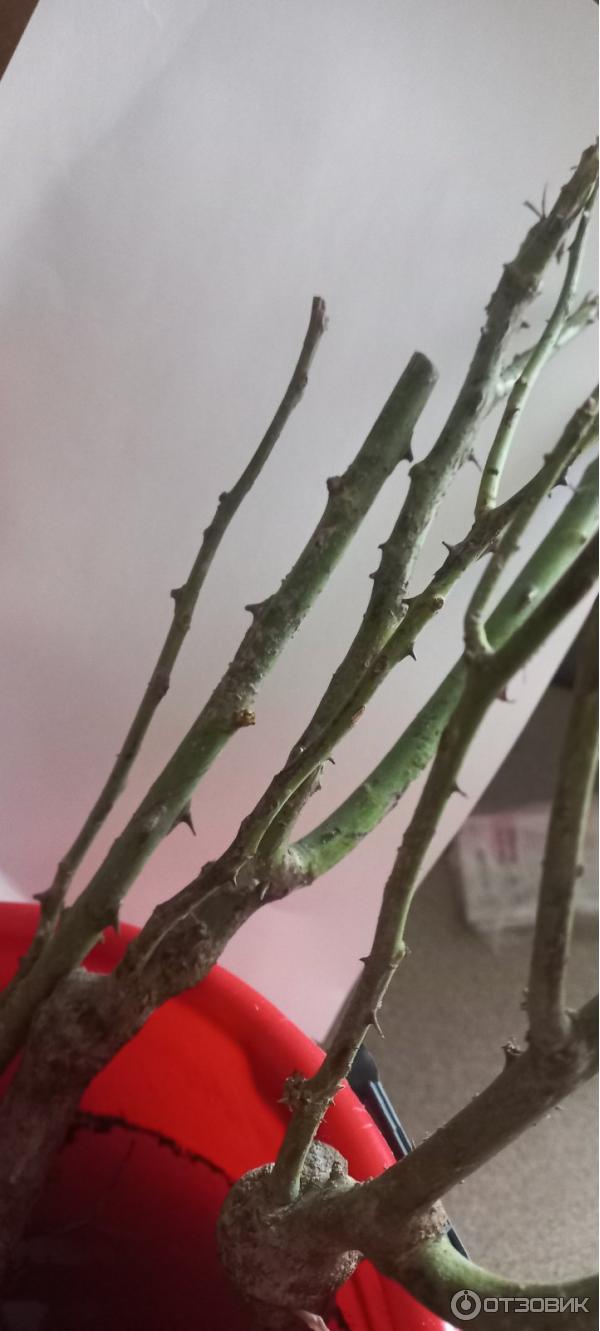 Dolinasad.by - садовый интернет-магазин Долина растений фото