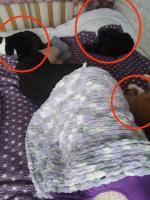Матрас Аскона "Comfort Plus" фото