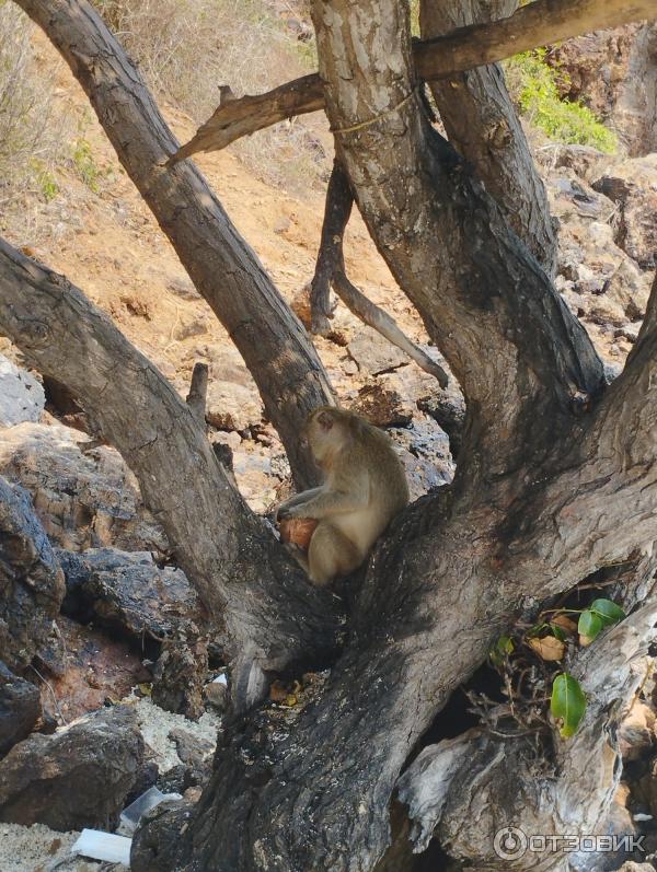 Пляж Monkey Beach (Таиланд, Ко Лан) фото