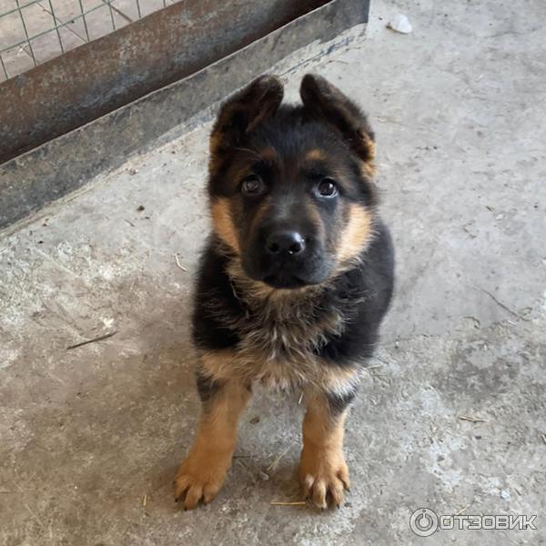 Сухой корм для собак Royal Canin фото