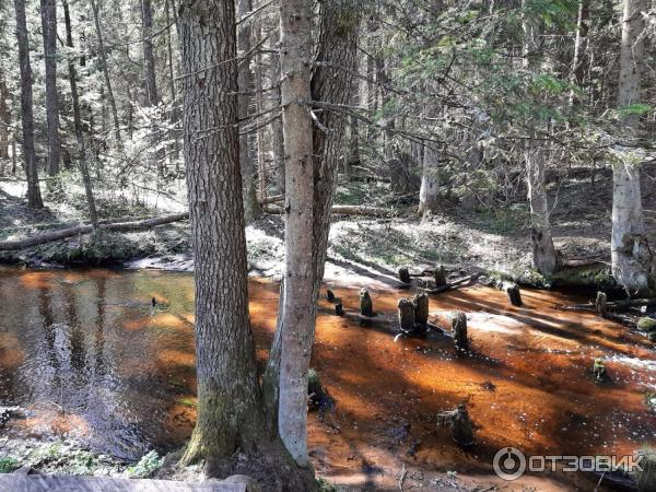 Санаторий Лесное (Беларусь, Витебская область) фото