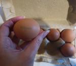 Яйца куриные "Щедрый год" фото