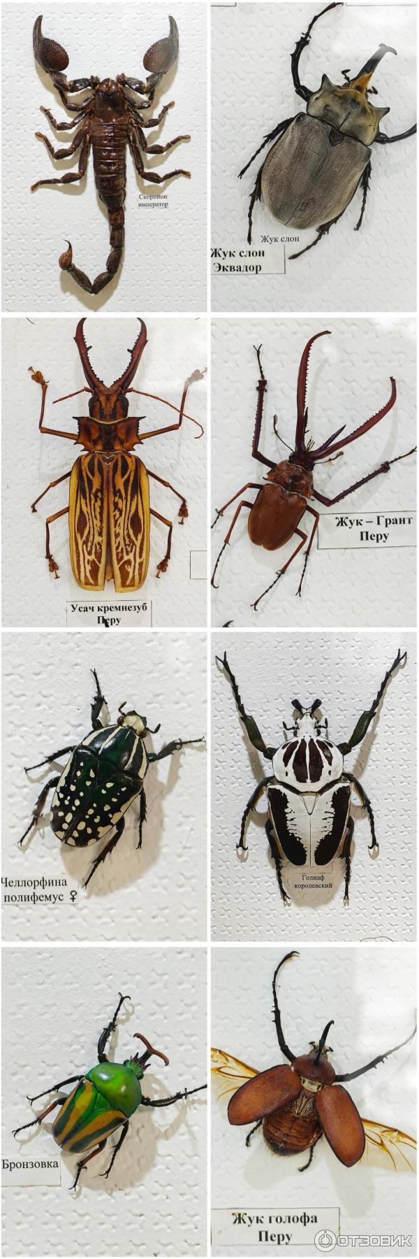 Отзыв о Музей насекомых (Россия, Пятигорск) | Увлекательный музей - много  бабочек и змей, ящериц, мышат, жучков, кроликов и паучков :)