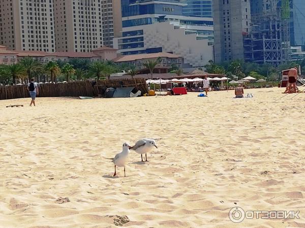 Пляж Jumeirah Beach Residence (ОАЭ, Дубай) фото