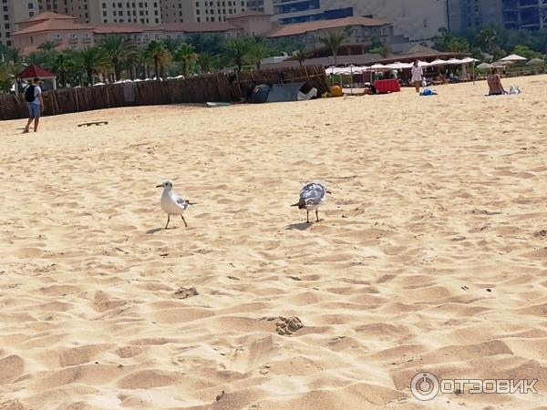 Пляж Jumeirah Beach Residence (ОАЭ, Дубай) фото