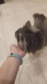 Сухой корм для собак Royal Canin Hepatic для поддержания функции печени фото