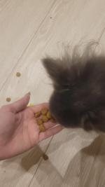 Сухой корм для собак Royal Canin Hepatic для поддержания функции печени фото