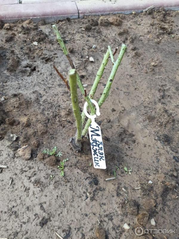 Отзыв о Agro-market24.ru - интернет-магазин семян, саженцев, луковиц ...
