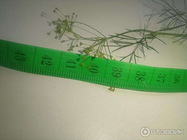 Отзыв о Семена укропа "Геркулес" Gardenstar "Рости" | Сага "Если нет ...