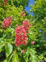 Отдых в Калининграде (Россия, Калининградская область) фото