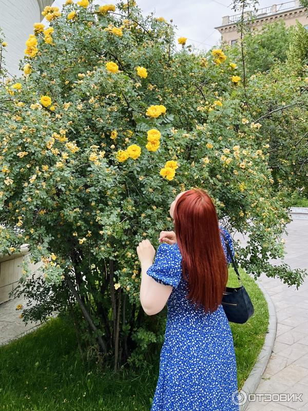 Уплотняющий шампунь Vichy Dercos Densi-Solutions фото