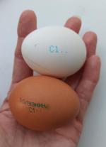 Яйца куриные "Щедрый год" фото