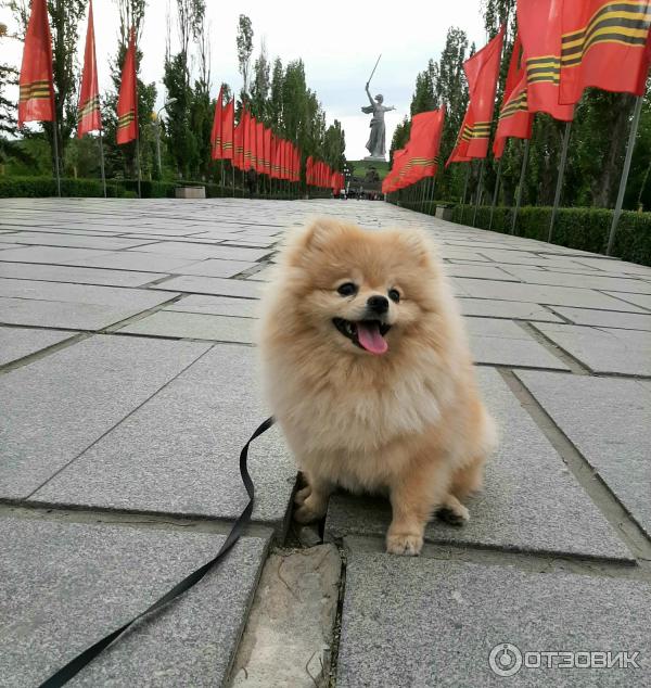 Отзыв о Шампунь для собак и кошек ZOORIK с длинной шерстью увлажняющий ...