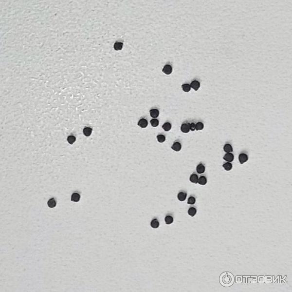 Отзыв о Семена Четыре лета "Портулак огородный Лакомка" | Петунье ...
