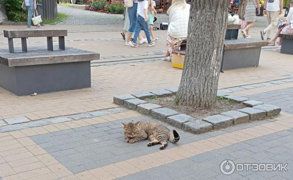 Отдых в г. Зеленоградск (Россия, Калининградская область) фото