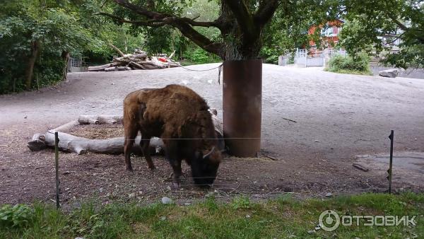 Этнографический музей под открытым небом Skansen (Швеция, Стокгольм) фото