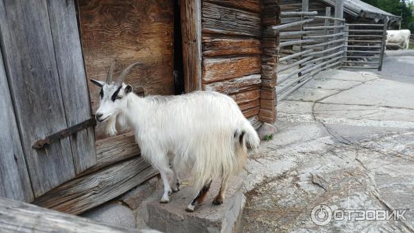 Этнографический музей под открытым небом Skansen (Швеция, Стокгольм) фото