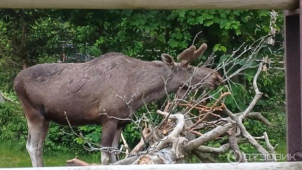 Этнографический музей под открытым небом Skansen (Швеция, Стокгольм) фото