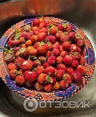 Специализированное удобрение Клубника Фаско фото