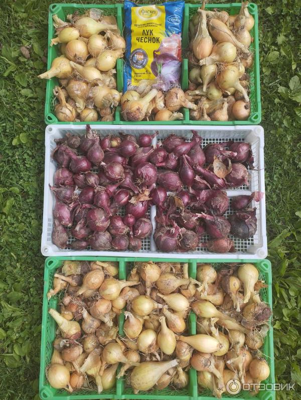 Специализированное удобрение Фаско Лук и Чеснок фото