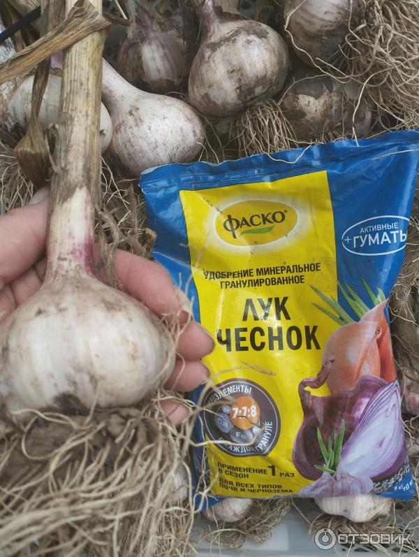 Специализированное удобрение Фаско Лук и Чеснок фото