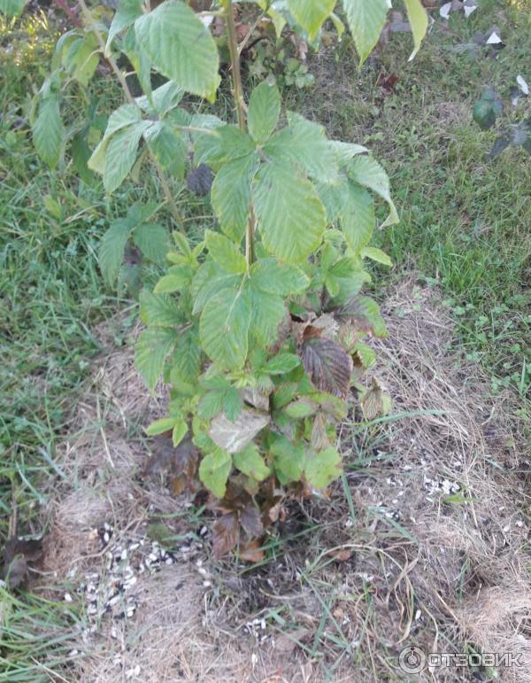 Отзыв о Ежевика Полар Берри Питомник Ягода-Клубника | Один из худших ...