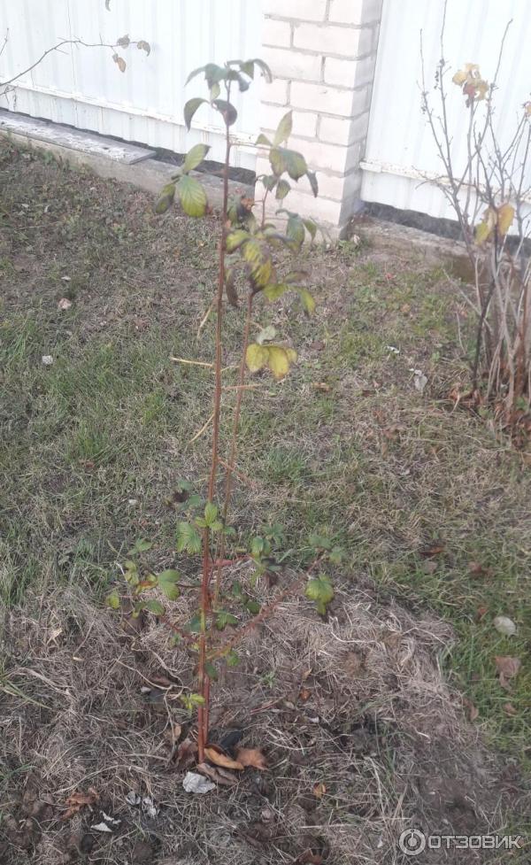 Отзыв о Ежевика Полар Берри Питомник Ягода-Клубника | Один из худших ...