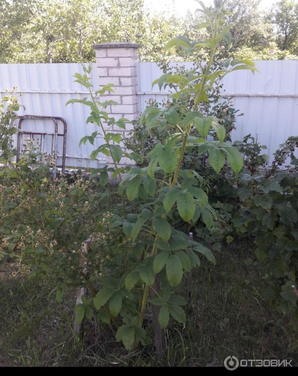 Отзыв о Ежевика Полар Берри Питомник Ягода-Клубника | Один из худших ...