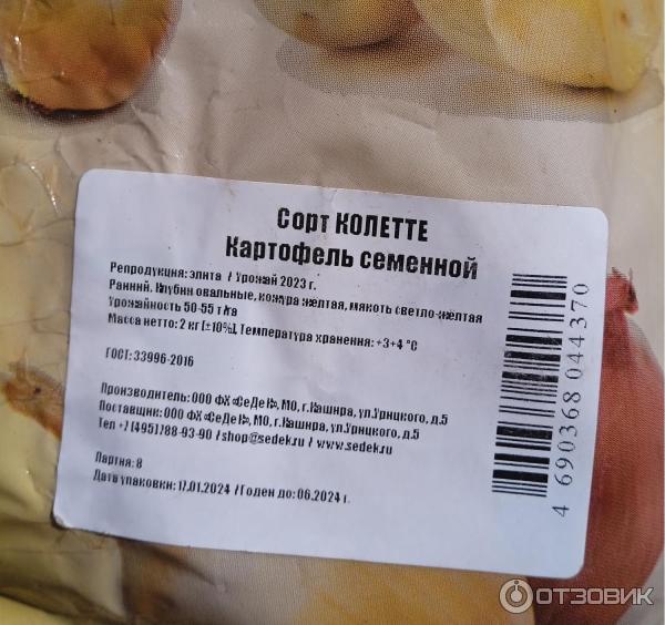 Картофель Колетте фото