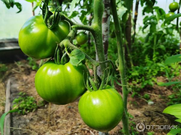 Семена томата Сибирская серия Абаканский розовый фото