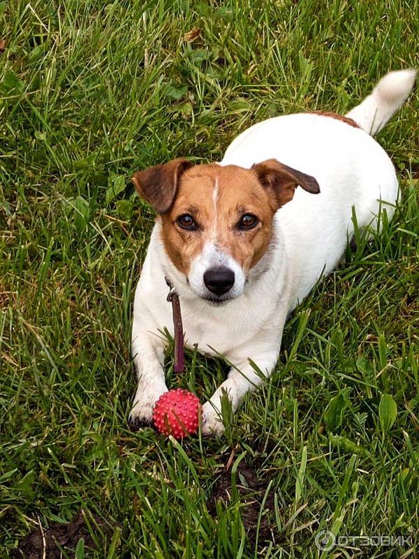 Jack Russell: Aktiv liten hund och skaderisk