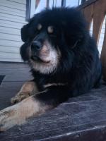 Порода собак "Тибетский мастиф" фото