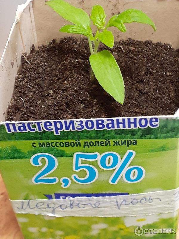 Отзыв о Томат Агрохолдинг Поиск "Медовые росы" | Вкуснотека: нежный ...