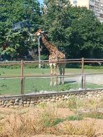 Московский Зоопарк (Россия, Москва) фото