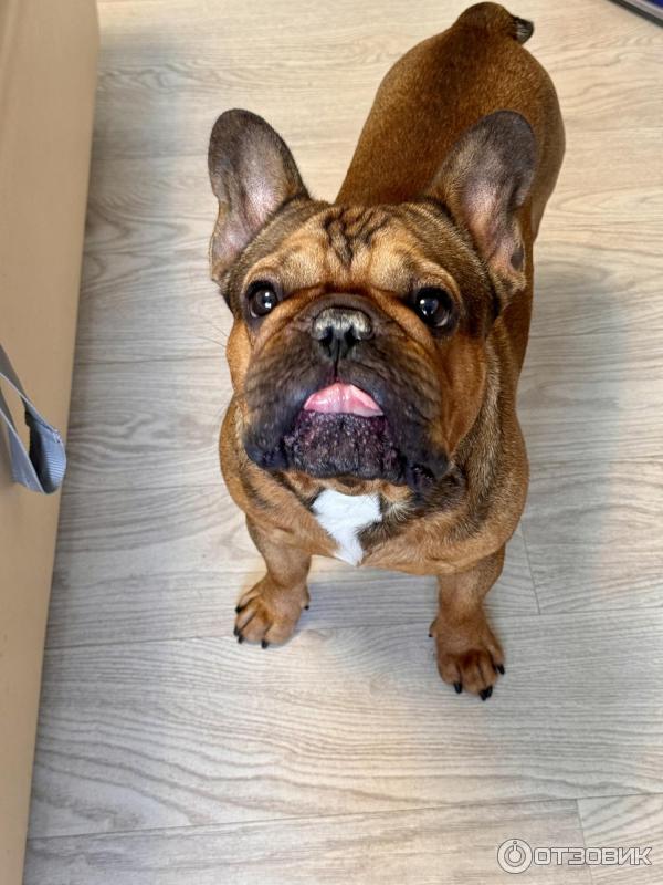 Отзыв о Печенье для собак с ягненком и тыквой "Деревенские лакомства ...