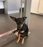 Собачий корм Pedigree Для щенков фото