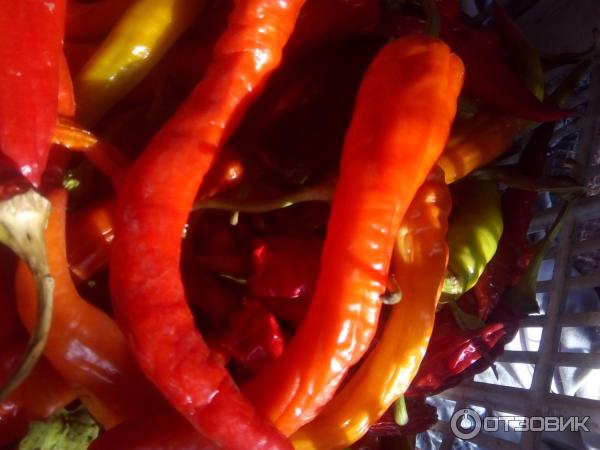 Перец семена какие лучше. Перец семена какие лучше