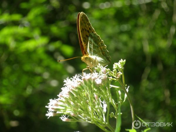 Цифровой фотоаппарат Panasonic Lumix DMC-FZ50