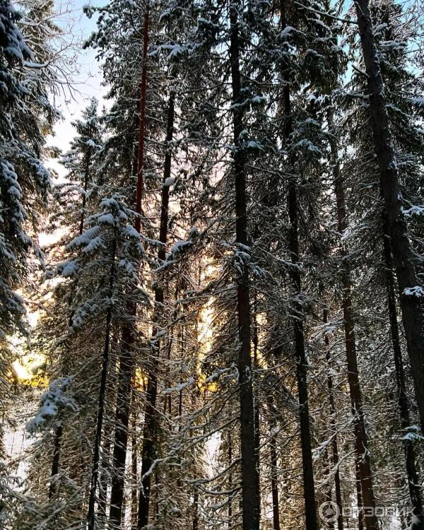 Урочище Куртяево (Россия, Северодвинск) фото