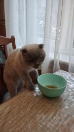 Сухой корм для кошек Premier фото