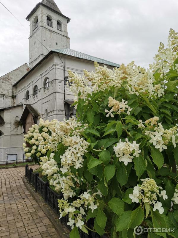 Садовый кустарник Гортензия фото