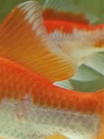 Clown-fish.ru - аквариумный интернет-магазин фото