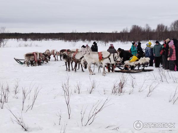 Саамский музей Самь Сыйт (Россия, Ловозеро) фото